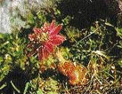 Sempervivum Giuseppii con flor
