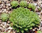 Sempervivum Giuseppii